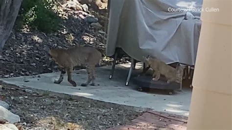 Bobcats get cozy in Claremont backyard, residents concerned